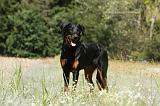 BEAUCERON 774